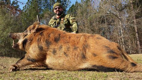 Texas hunters eliminate 180 feral hogs, including 74 in a single night.This video illustrates the severity of the feral hog problem in Texas. It is also inte...